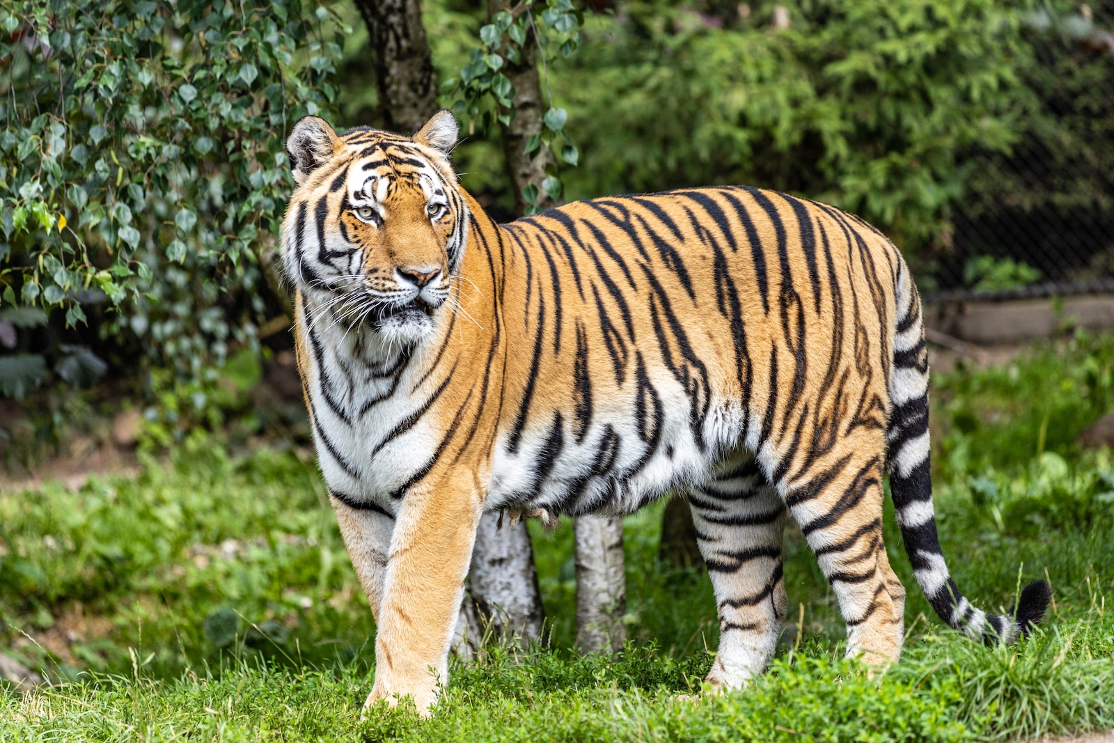 tiger walking on green grass during daytime