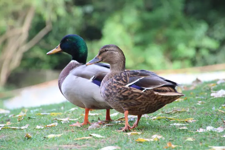 Spiritual Meaning of Dreaming of Ducks: Insights into Your Subconscious Mind