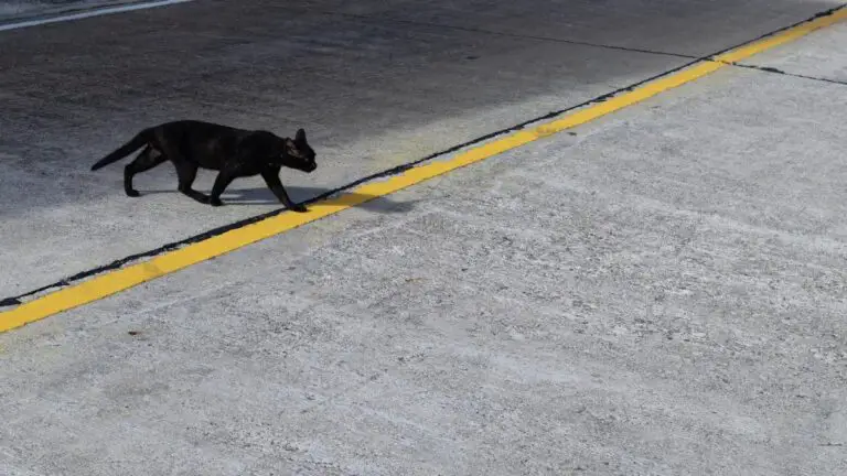 Black Cat Crossing Your Path: Understanding Its Spiritual Meaning